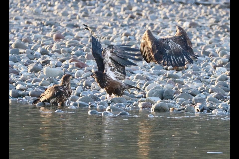 The eagles have landed. Have a photo to share? Send it to news@squamishchief.com.