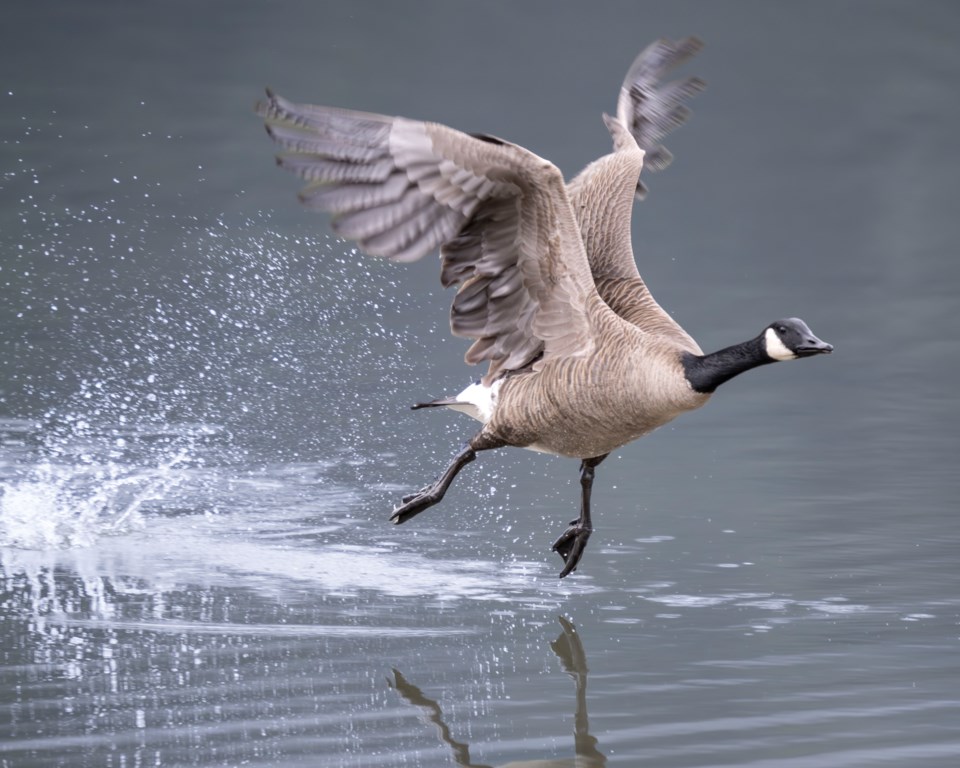 goose-takeoff-1-6643