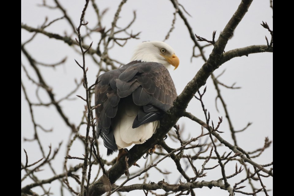 Today is the annual Brackendale Winter Eagle Count.  