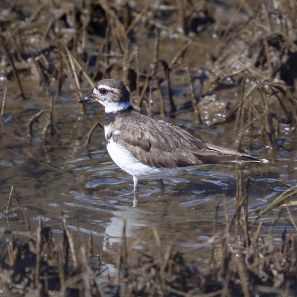 killdeer-1-1112briana