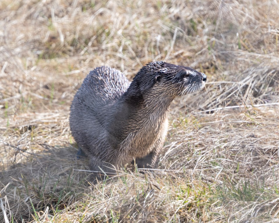 otter-2-1004