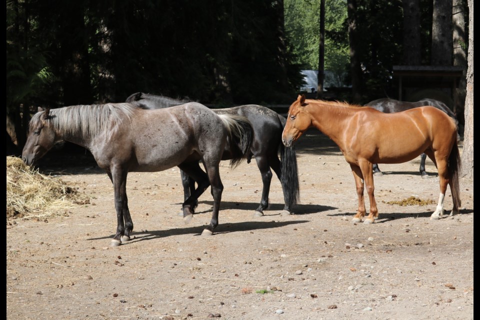 ߣphotographer Aafreen Arora recently visited Second Chance Cheekye Ranch (SCCR), located on ߣValley Road. 
