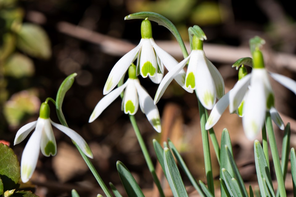 spring-flowers-1-9372