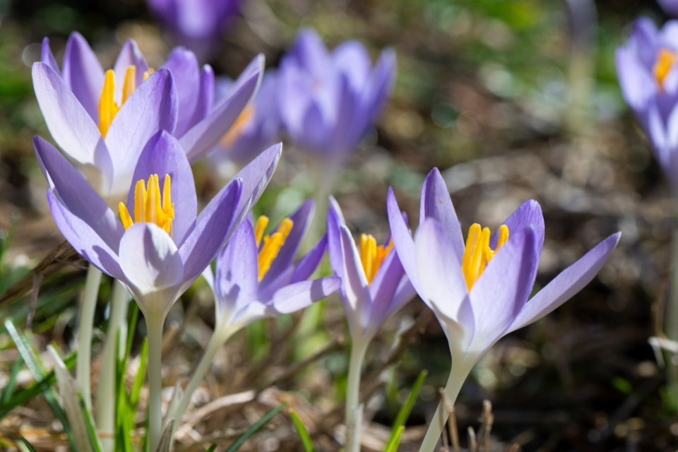 spring-flowers-4-9353