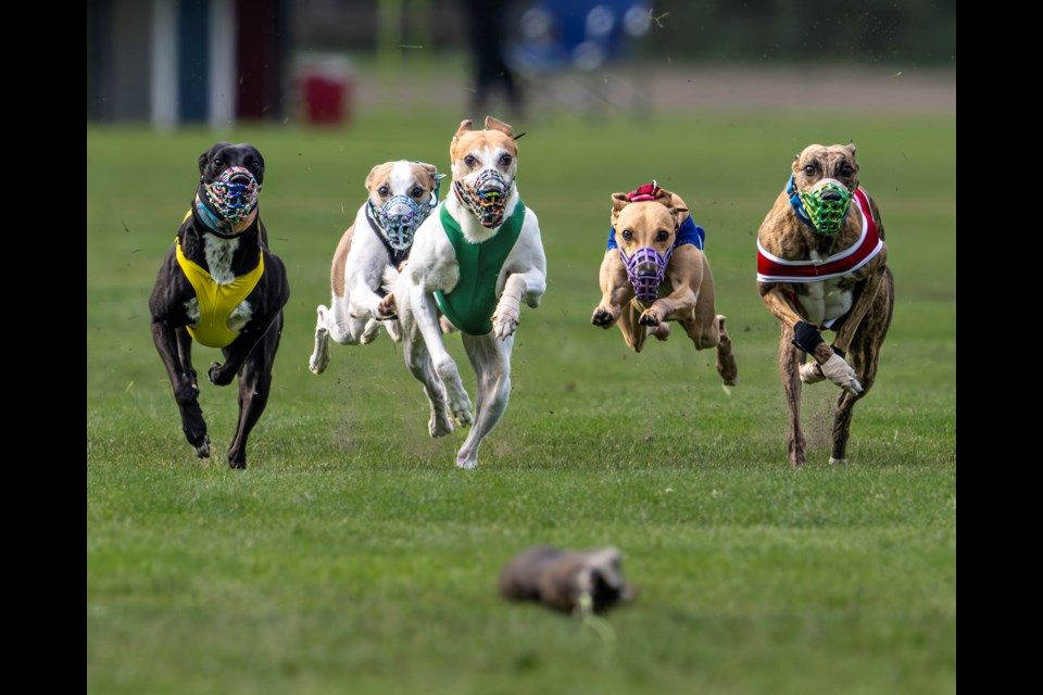 And they are off: Whippet racing was back in town Aug. 10 and 11. 