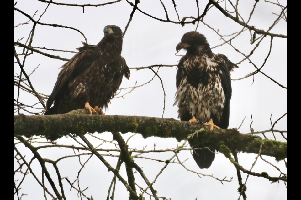 The eagles abound! Did you know that the female is larger than the male? It is true!