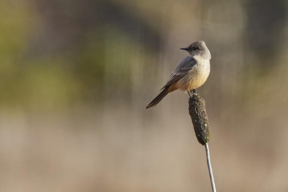 A Say's phoebe in Squamish. This attractive bird was named for Thomas Say, a U.S. naturalist. 