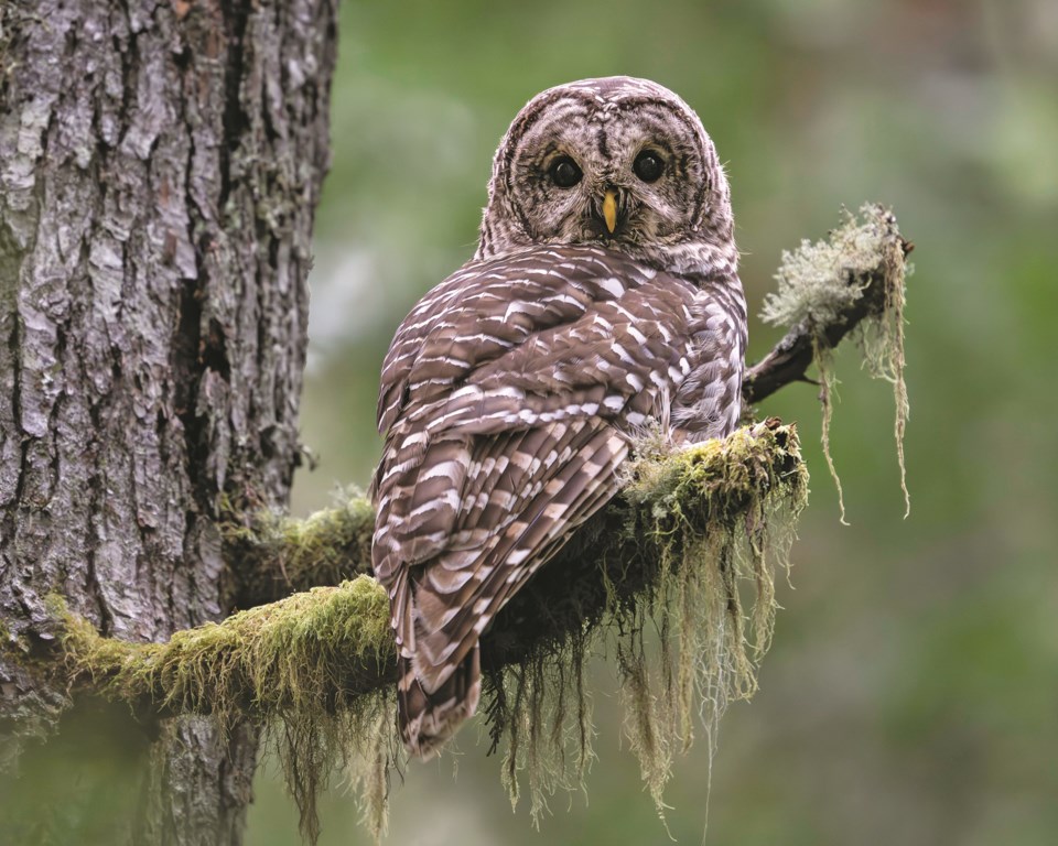 a-barred-owl