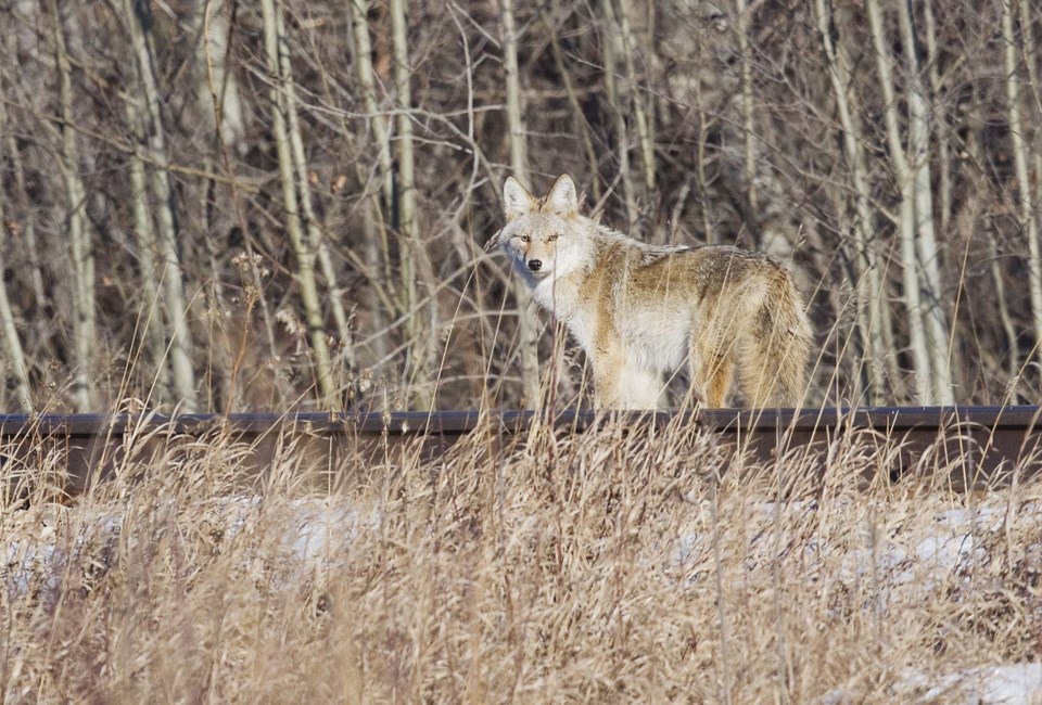 See a coyote? Haze it, says scientist - St. Albert News