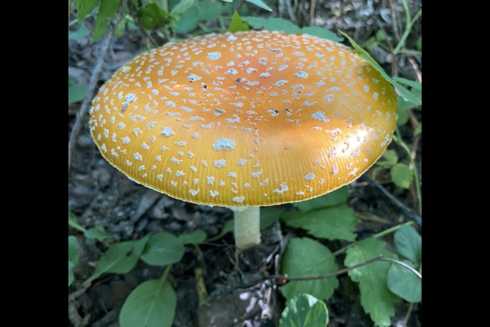 Species Spotlight - Puffballs (U.S. National Park Service)