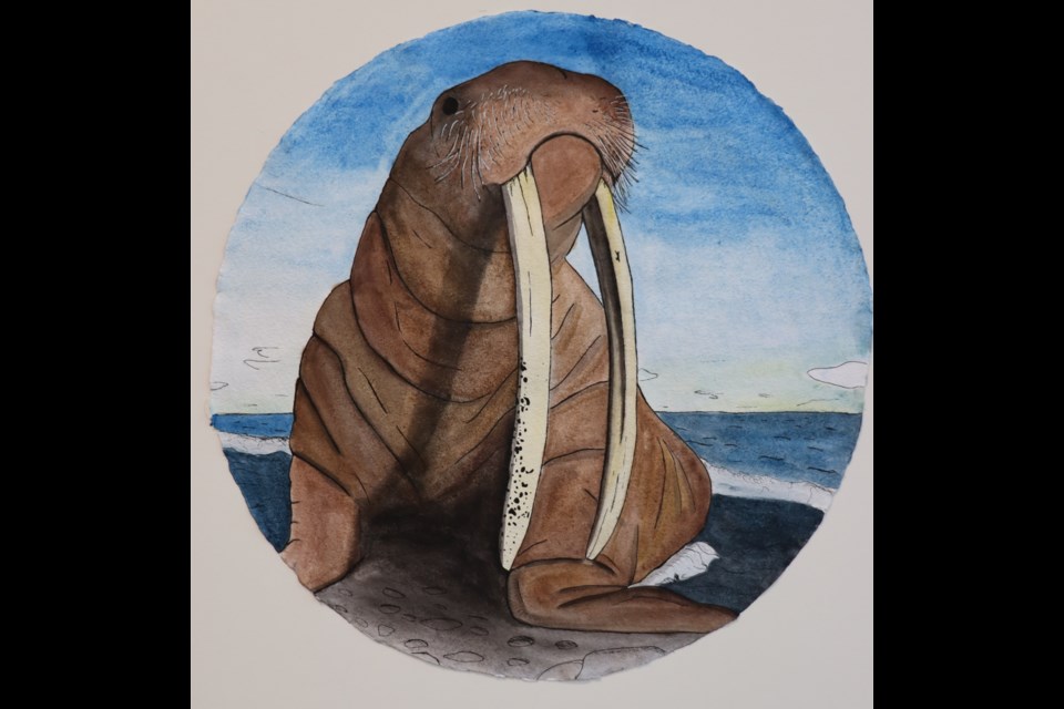 Grade 12 student Hudson Patrick painted Walrus with ink and watercolour.
