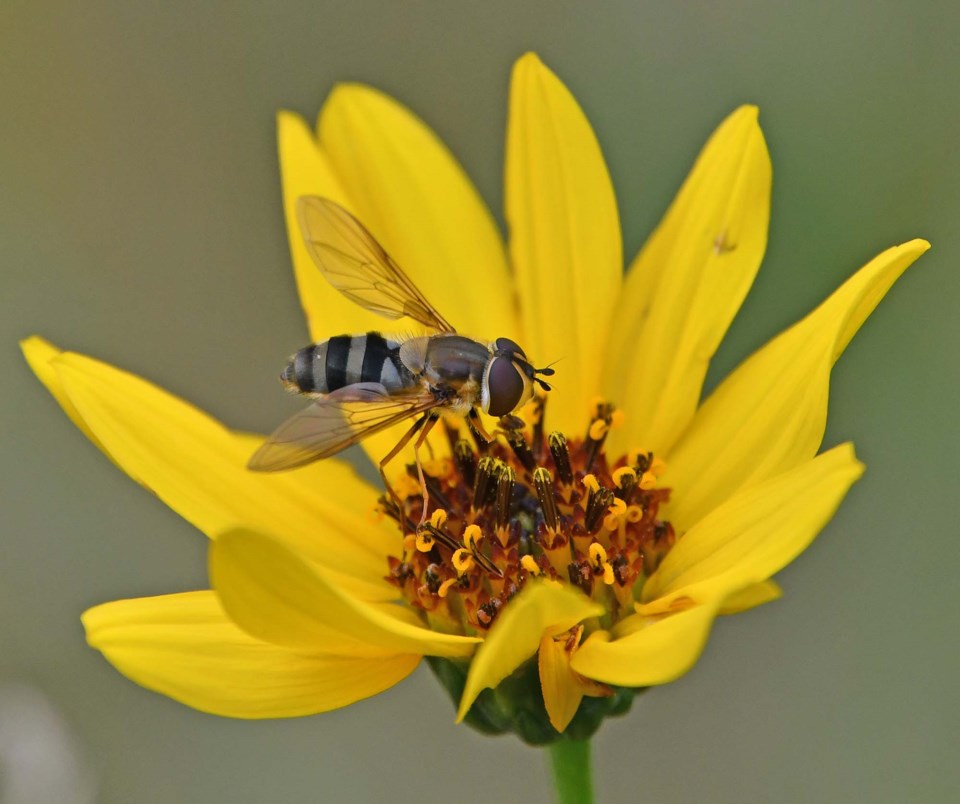 1009-hoverflystudy-syrphid-sup