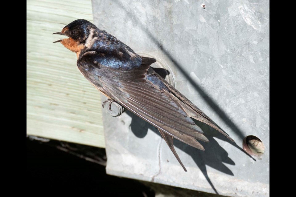 74 PER CENT?! — A barn swallow pants in the heat at the John E. Poole Wetland boardwalk in St. Albert on Aug. 1, 2024. Canada’s barn swallow population has dropped 74 per cent since 1970, new research shows. KEVIN MA/St. Albert Gazette