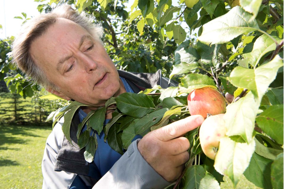 Alberta is for apples StAlbertGazette