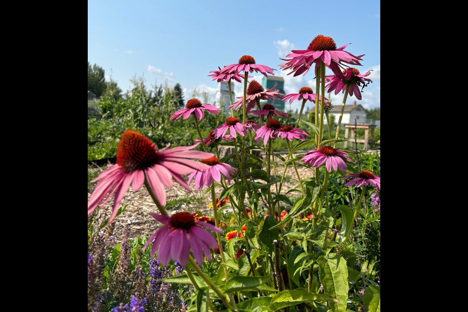 Purple coneflowers were planted in the pollinator gardens at St. Albert's Heritage site. The heritage sites open once more for the summer on May 18 to 20. 