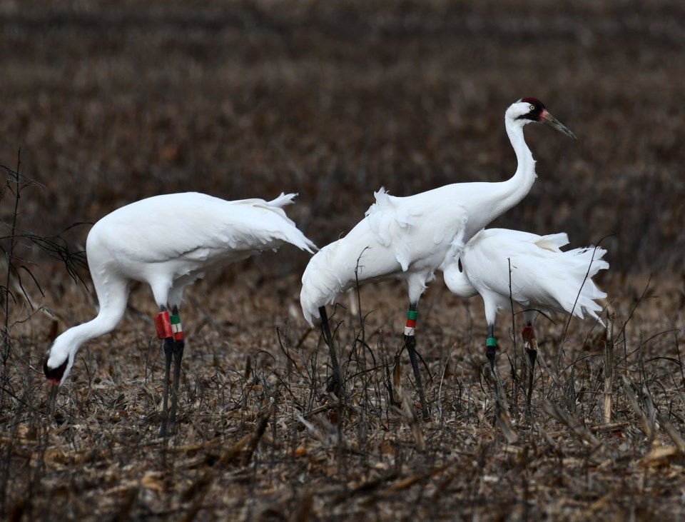 free-photo-of-photo-of-white-birds-in-the-field
