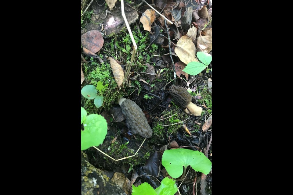 Morels and where to find them: A dry spring could impact ...