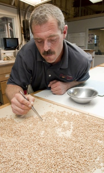 Aug 23 2011&amp;lt;br /&amp;gt;Assistant manager Chris Fralic searches a grain sample for lumps of ergot