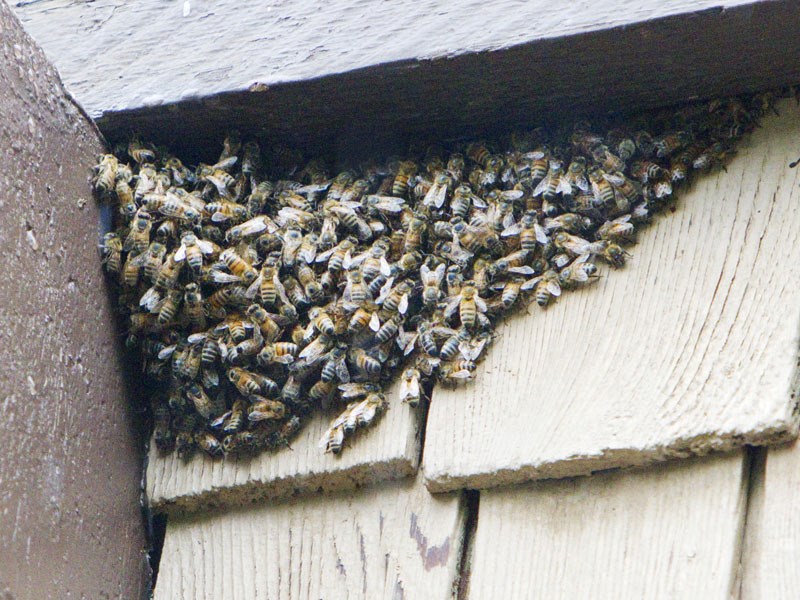 Bee swarm causes quite the buzz - St. Albert News