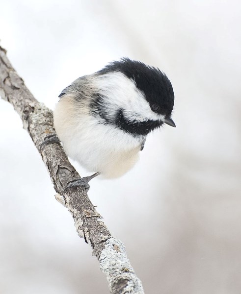 The amazing chickadee - St. Albert News