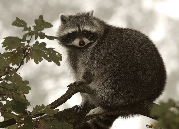 Environment File: raccoons and transit grants - St. Albert News