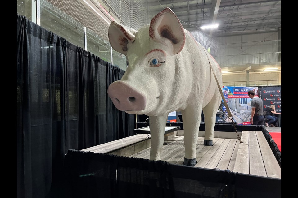 Canada's largest pig show had its 50th anniversary this week, with some familiar faces attending the first in-person congress since 2019.  