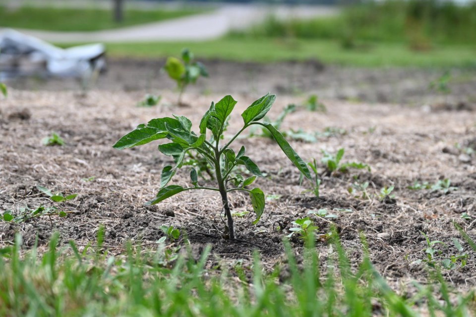 studentplant