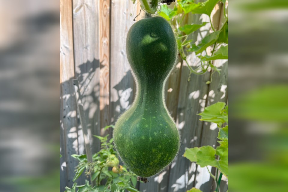 030924_dee-ho-wintermelon-bottle-gourd-hybrid