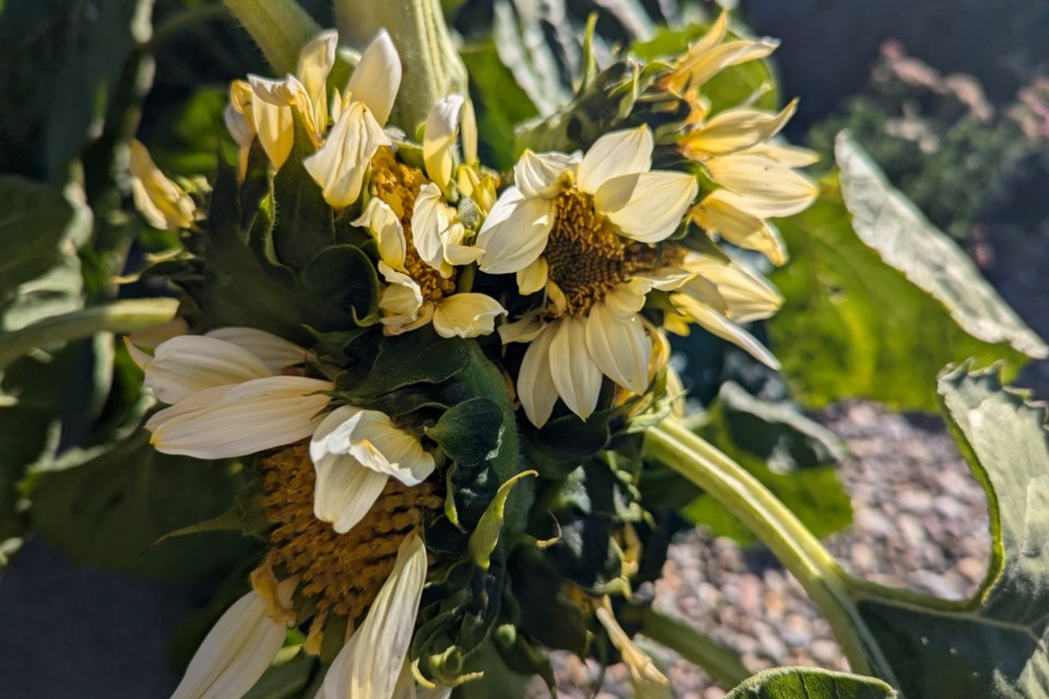 030924_ranjani-conjoined-sunflower