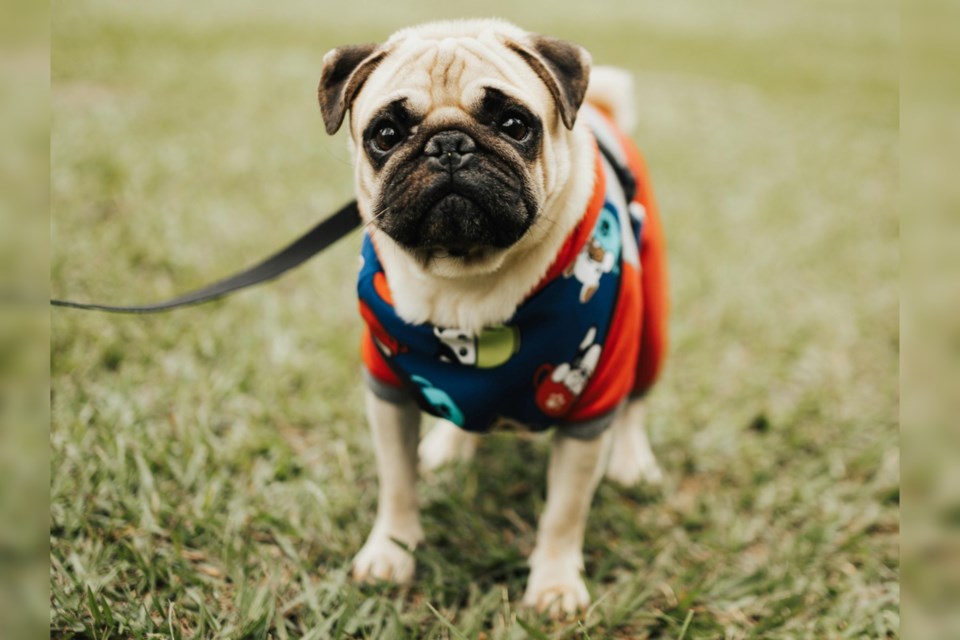 031024_dog-leash-pexels-bertellifotografia-16652391