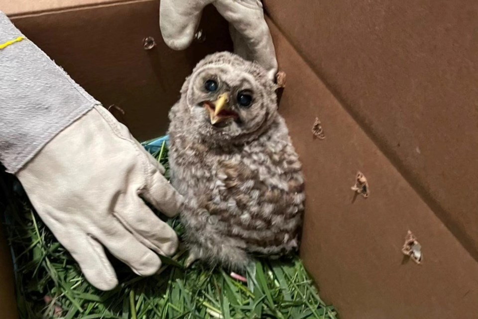 How a baby owl rescued from the side of a Sudbury road was returned to the wild