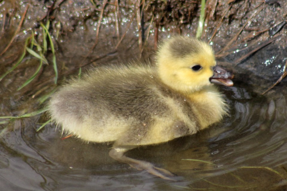 Goslings make their annual appearance in Sudbury - Sudbury News