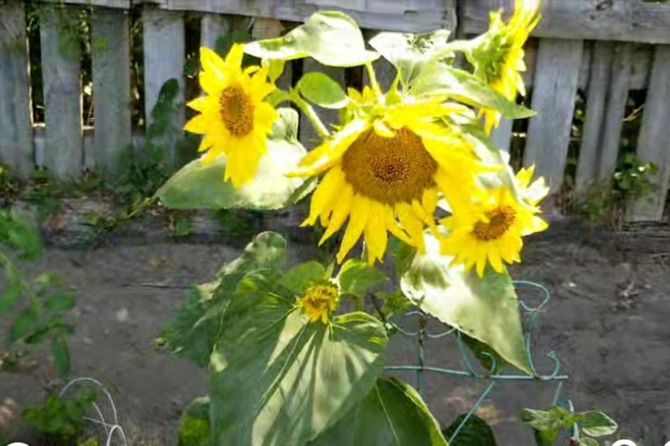 170924_supplied-donna-leclair-8-head-sunflower