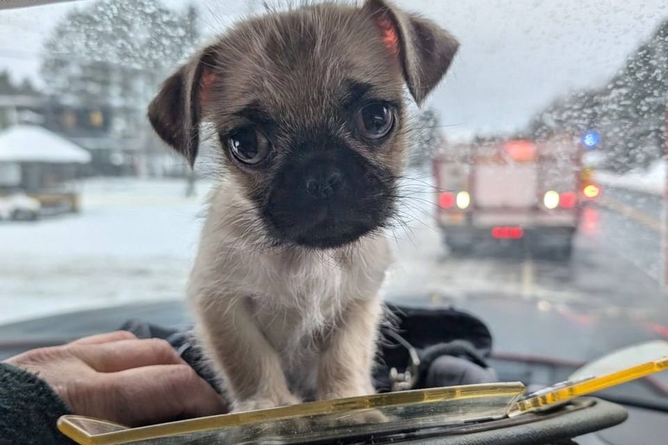 Pugsy, a pug puppy rescued from a structure fire in French River on Jan. 17, sits inside a firefighter’s helmet, out of the cold, after being rescued by Lt Lukas Woolridge of the French River Fire Department from a house fire in Noelville on Jan. 17, 2025