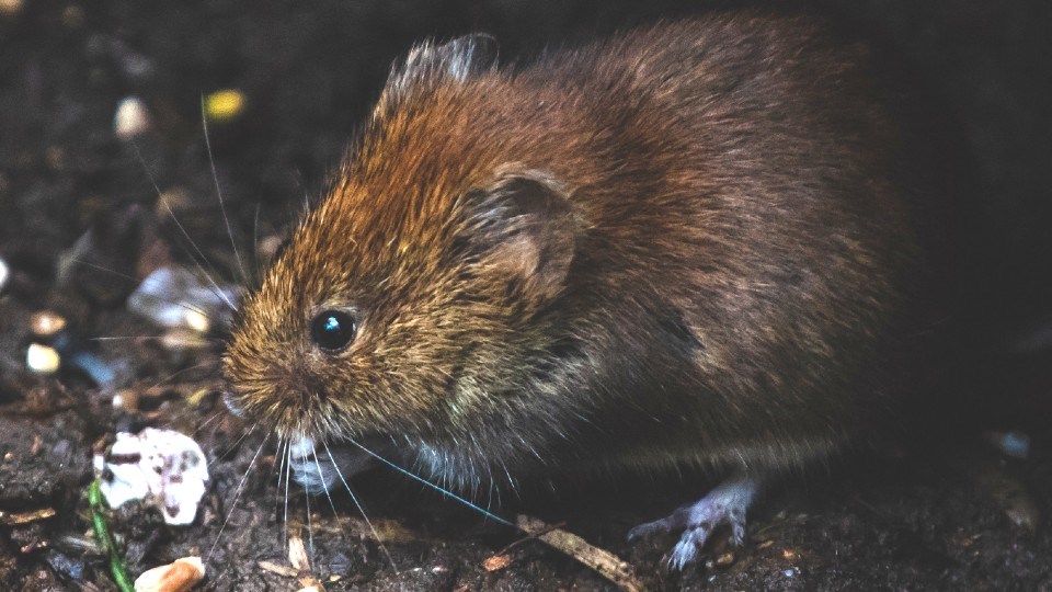 181021_brown-rat2-pexels-dsd-1010267 crop