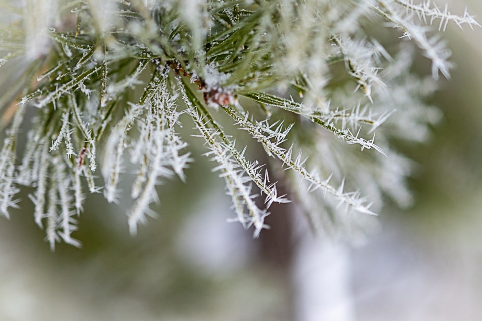 201222_george-bardeggia-pine-needle-frost