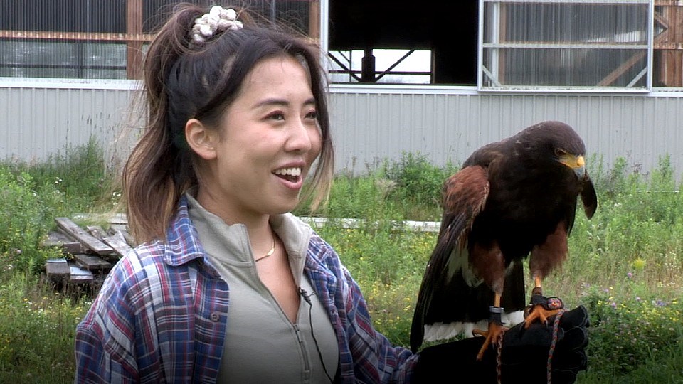 Falconry experience, Toronto