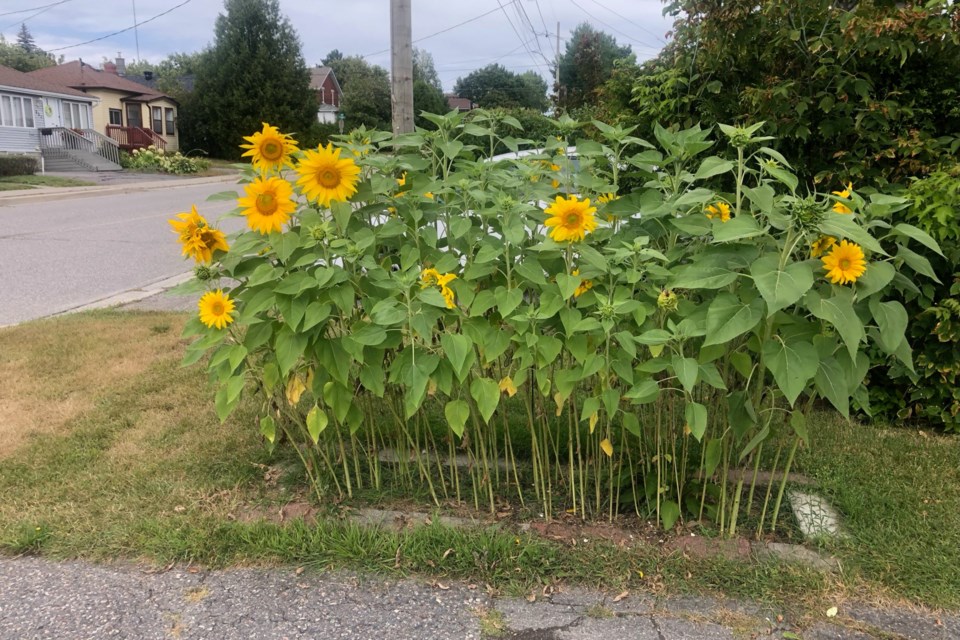 290824_supplied-siamese-sunflower-3