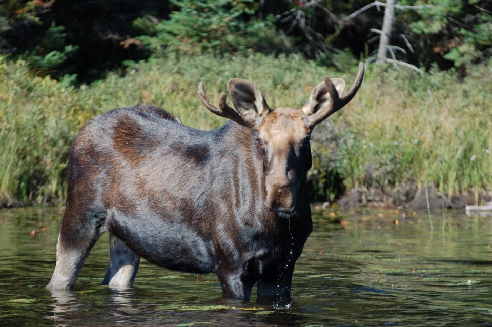 Canisbay Bull Moose (30)