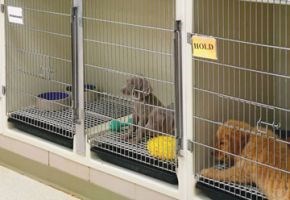 how do i report a puppy mill in ontario