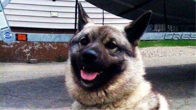Updated: Lively dogs involved in attack seized by city - Sudbury.com - Sudbury.com