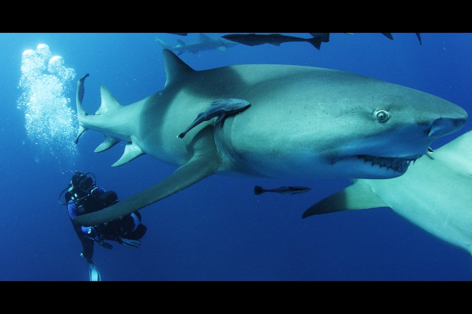 Sharkwater Extinction: 