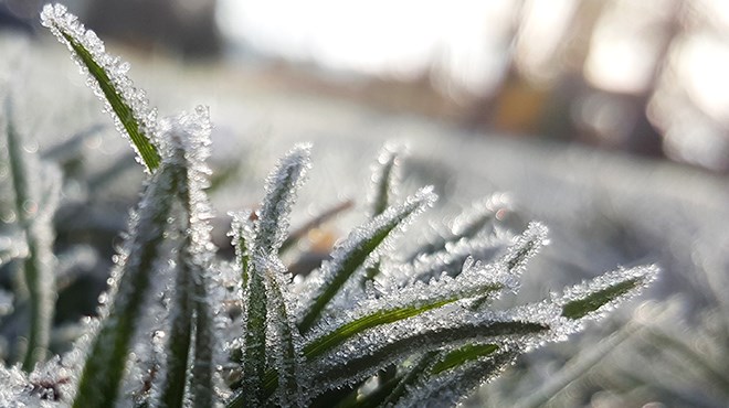 Frost advisory in effect for Timmins - Timmins News