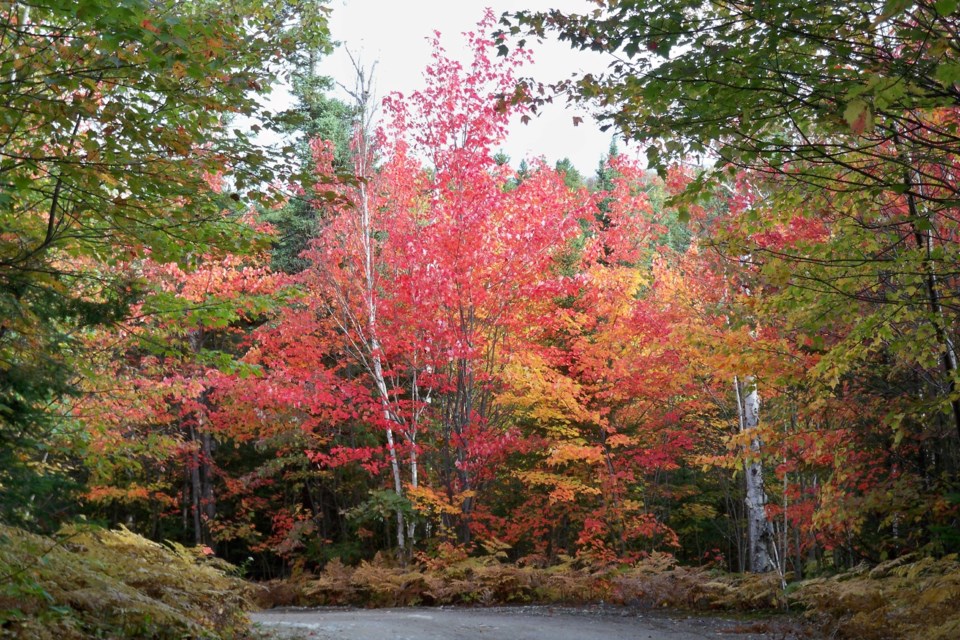 Nice fall day to start the work week - Sudbury News