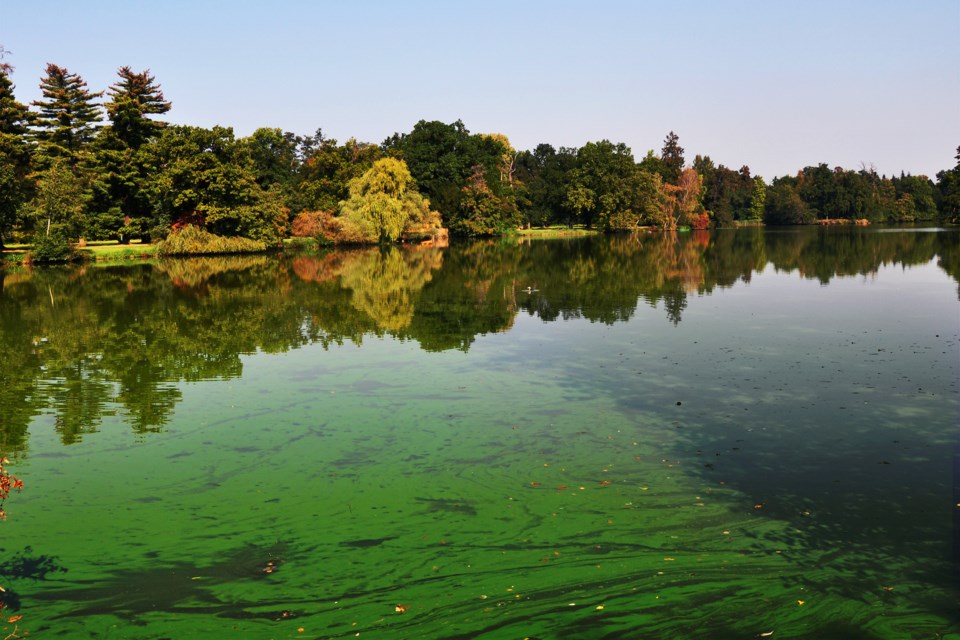 blue-green-algae-adobestock_139583970