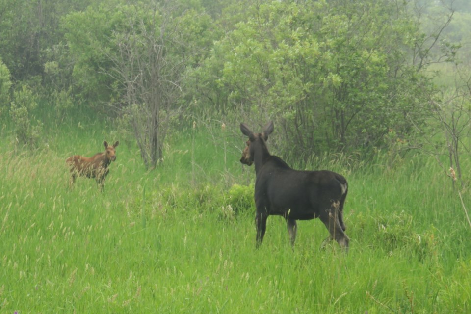 270623_linda-couture-moose-and-calf