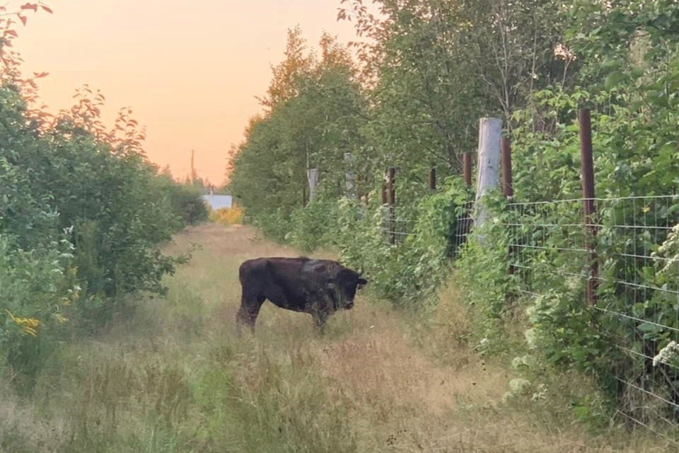 bison-ranchsuppliedsummer-2021