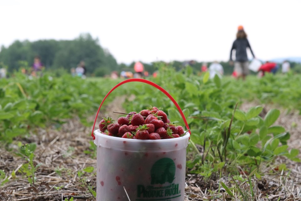 Strawberry picking season started on Monday and Jodi Belluz hopes it will continue into August (Michael Charlebois, tbnewswatch.com).