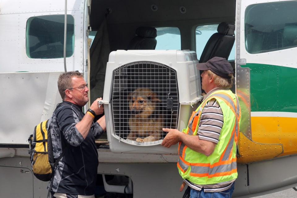 On Tuesday, 13 dogs and five cats arrived in Thunder Bay from the Kitchenuhmaykoosib Inninwug First Nation on their way to Southern Ontario. 