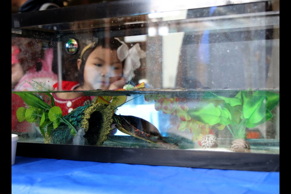 Kids were excited to meet Terry the Turtle during the Water in Nature event on Sunday. 